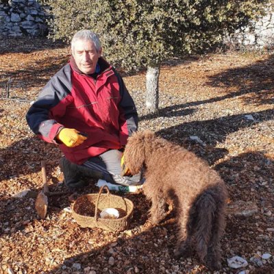 recherche au pied des plants truffiers de truffe du P&eacute;rigord